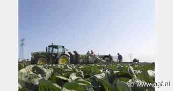 Arbeidsinspectie controleert arbeidsomstandigheden in vollegrondsector