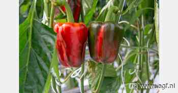 Beperkt beschikbare paprika dik betaald