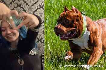Stark XL Bully warning after horror killing in Bristol