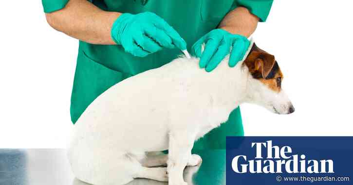 Call for pets’ toxic flea treatments to be tightly restricted in UK