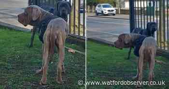 Positive update on abandoned dogs found tied to fence