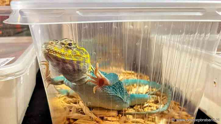 Partij voor de Dieren begint kliklijn voor evenementen met dieren