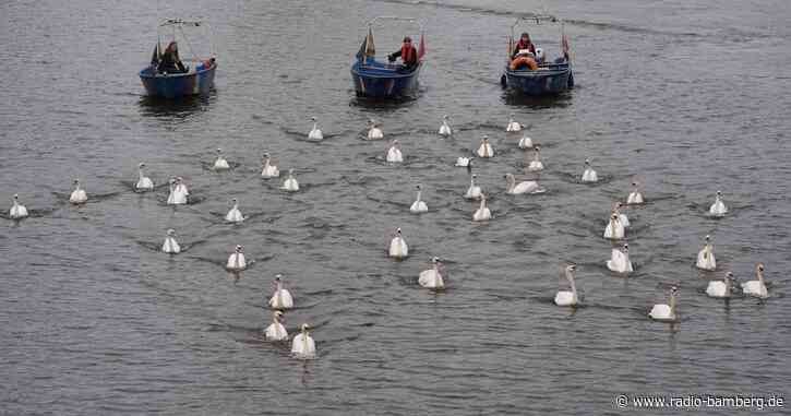 Hamburger Schwäne sind zurück auf der Alster
