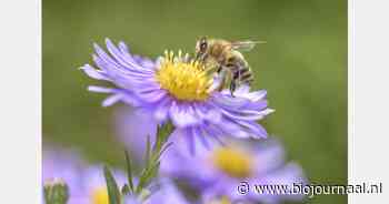 Spanning rond invoering FSI-certificaat door Royal Flora Holland