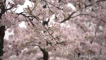 Kirschblüte 2025: Hier blühen die Kirschbäume schon