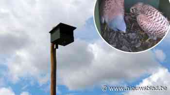 Eerste koppel torenvalken gespot in nest aan Frijthout