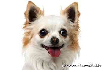 Dit is de populairste hond bij de Brusselaars: “Een hond nemen gaat gepaard met verantwoordelijkheid nemen”