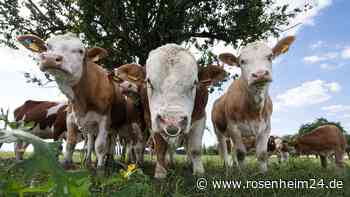 Schreie aus dem Stall: Landwirt (45) stirbt bei Rücktreibversuch seines Bullen