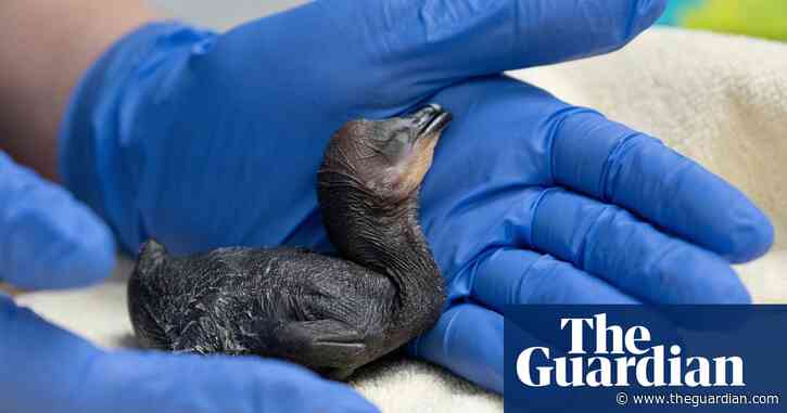 Dozens of bird eggs and chicks rescued from collapsing tree in California