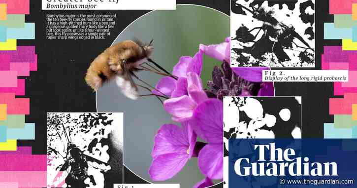 Meet the twerking pollinator with a bum-bag: the dark-edged bee-fly