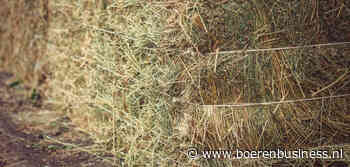 Droogte begint thema te worden op ruwvoermarkt