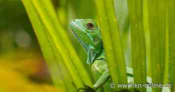 Green Screen 2025: Vorab-Programm mit Schul- und Strandkino