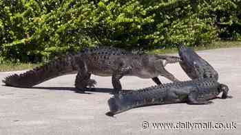 Watch the wild moment a crocodile gets into a brawl with an alligator in Florida