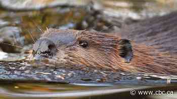 Why Canada claimed the beaver as a national symbol 50 years ago
