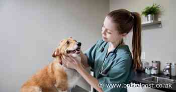 Clean dog's ears properly and spot signs of an infection with vet's handy guide