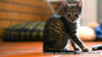 Stadt Augsburg will die Zahl verwilderter Katzen eindämmen – doch es gibt auch Skepsis