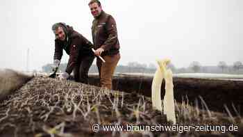 Gifhorn jubelt: Hurra! Der erste Spargel ist da!