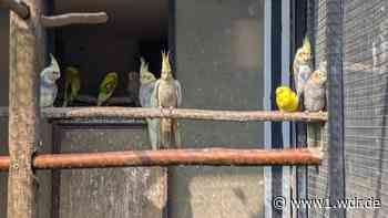 Unbekannte stehlen Vögel in Viersen