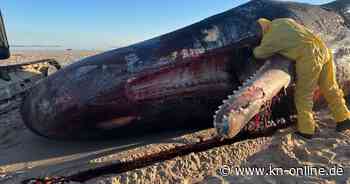 Experte: Gestrandeter Sylter Pottwal wohl am eigenen Gewicht erstickt