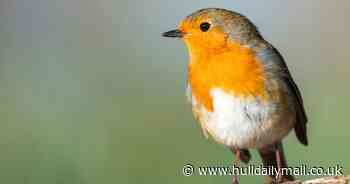 Test your UK wildlife spotting skills with our new interactive map quiz