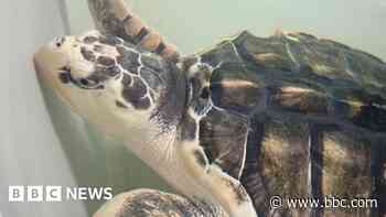 Turtle stranded in Wales after Trump aid freeze