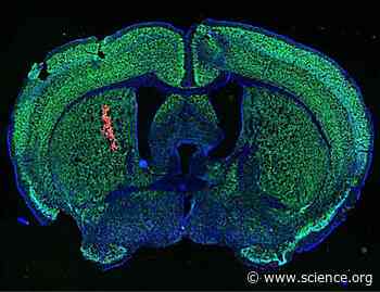 A lupus-derived autoantibody that binds to intracellular RNA activates cGAS-mediated tumor immunity and can deliver RNA into cells | Science Signaling