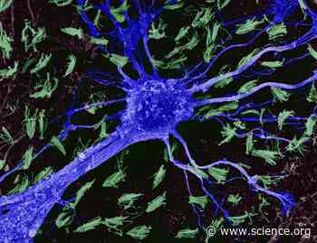 A sensitive biosensor of endogenous Gαi activity enables the accurate characterization of endogenous GPCR agonist responses | Science Signaling