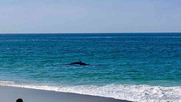 Watch: Two whales play in ocean steps from Aliso Beach and a crowd on the sand