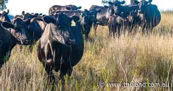 Producing beef for a better planet is central to Neogen World Angus Forum