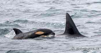 New calf with historic lineage a part of Bigg’s orca ‘baby boom’
