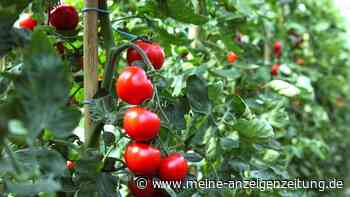 Ab wann kann ich Tomaten im Garten anpflanzen?