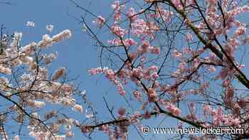 400 Japanse kersenbomen staan in bloei in Amstelveen: 'Echt heel mooi'