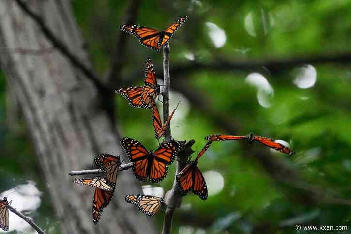 Monarch butterfly numbers nearly double amid conservation policy debate