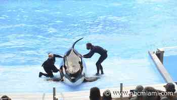 SeaWorld Orlando fined after trainer hurt by killer whale during exercise