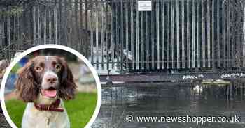 Family dog dies in River Darent after getting trapped in railings