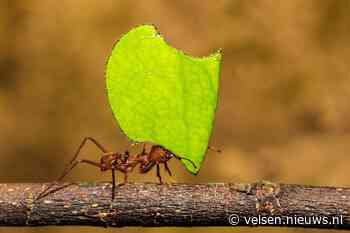 Nieuwe wandelroute "Speuren in de Duinen" op Landgoed Duin en Kruidberg