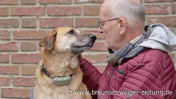 Braunschweig: Straßenhündin findet über Bark Date neues Zuhause