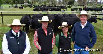 The 'first of many' network heifer sale kicks off for renowned Walcha stud