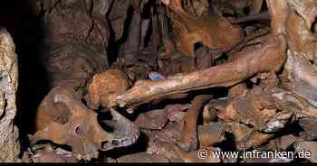 Geheimnisvolle Knochenfunde in der Fränkischen Schweiz - "Das ist schon außergewöhnlich"