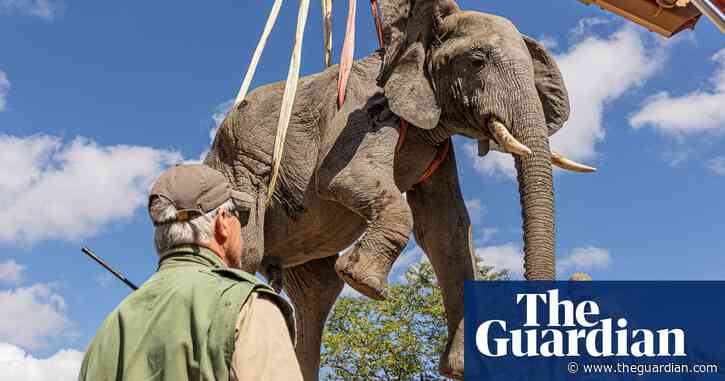 Charity faces legal action after relocated elephants in Malawi allegedly kill 10 people