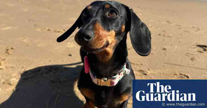 Experts ‘amazed’ at survival of Valerie the miniature dachshund – on the run on South Australian island for more than a year
