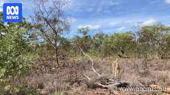 'It killed everything': Scientist assesses fluid spills at NT fracking site