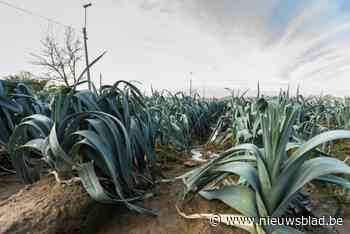 LIVE Politiek Gent. Subsidies voor voedselprojecten plots onzeker: “Hadden eigenlijk al groen licht gekregen”