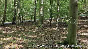 Warum um es ohne staatliches Geld im Wolfsburger Wald nicht geht