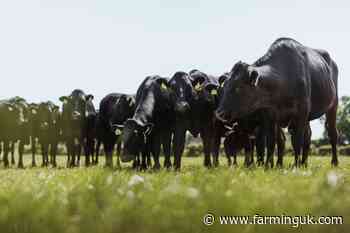 Aldi signs contract with UK farm in wagyu beef deal worth £320m