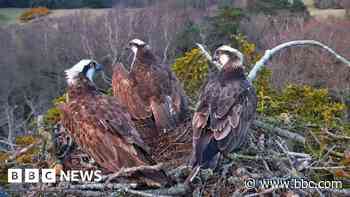 Osprey pair embroiled in love triangle