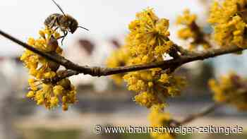Bienen sterben in Rekordzahlen – Wird nun der Honig knapp?