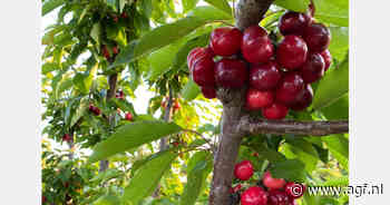 Kersenras voor oogst half april in Murcia