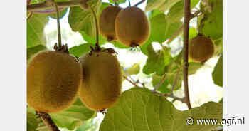 Composteerbare etiketten voor alle Nieuw-Zeelandse kiwi's