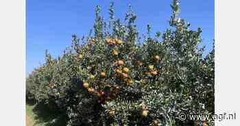 Hoogseizoen voor Noord-Amerikaans citrus met concurrerende prijzen